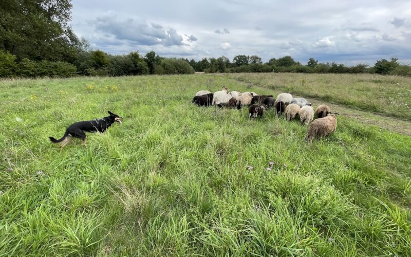 Schapen drijven