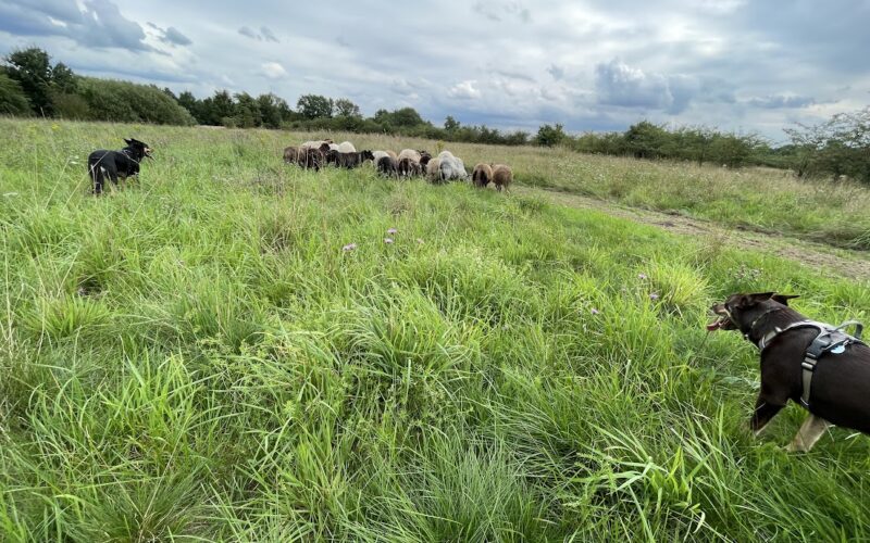 Schapen drijven