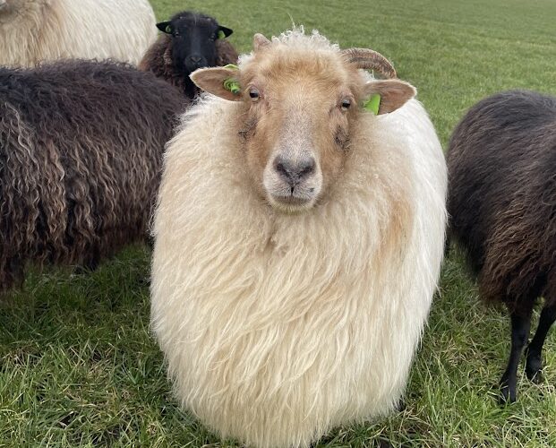 Schapen drijven