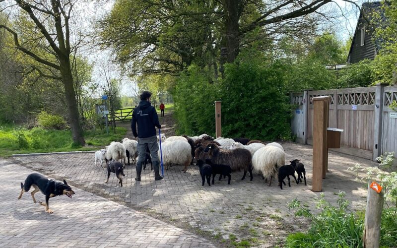 Schapen drijven